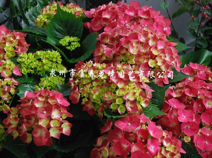 园艺八仙花